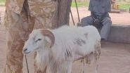 Shocking! अफ्रीका में भेड़ को मिली तीन साल जेल की सजा, 45 वर्षीय महिला की हत्या करने का आरोप